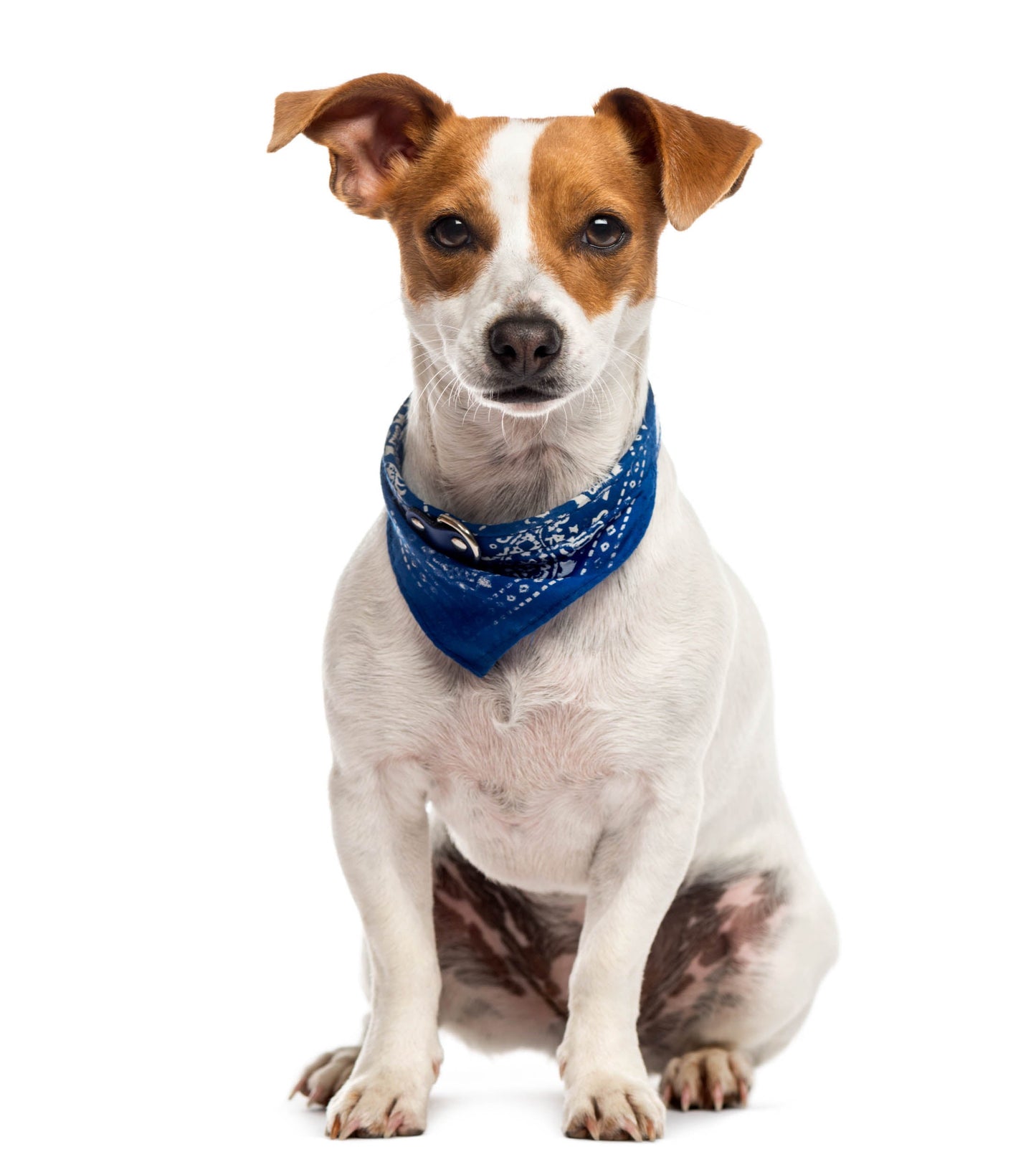 Pet Bandana