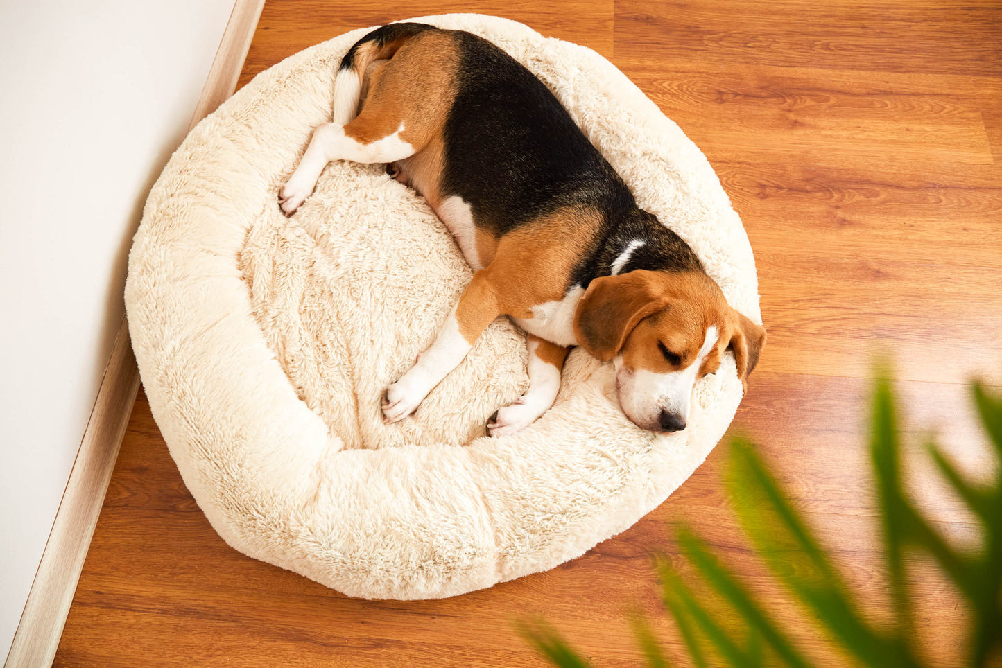 Pet bed