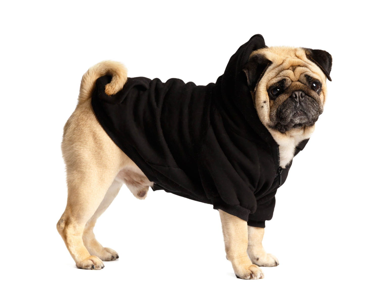 Pet Hoodie black