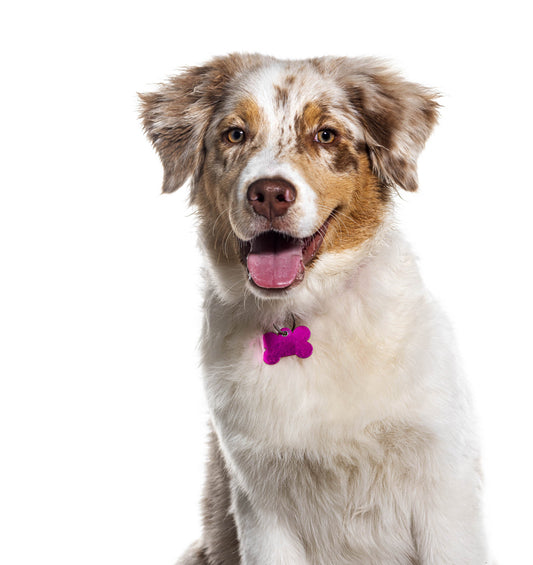 Pet Tag