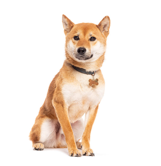 Pet Tag