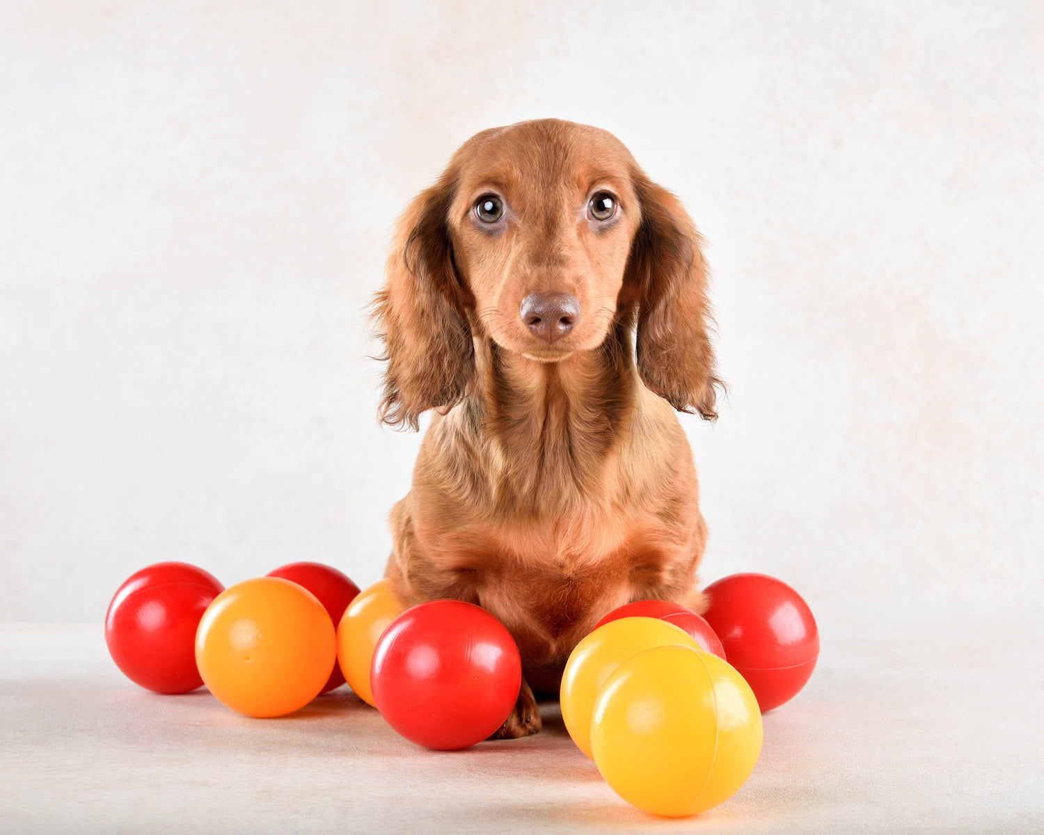 Pet ball