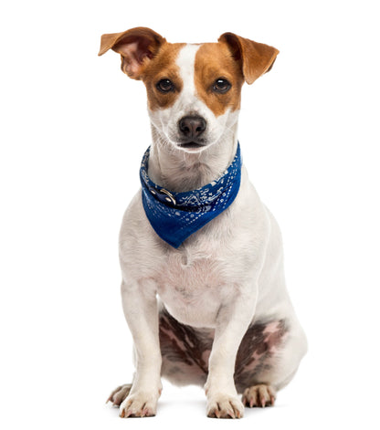 Pet Bandana