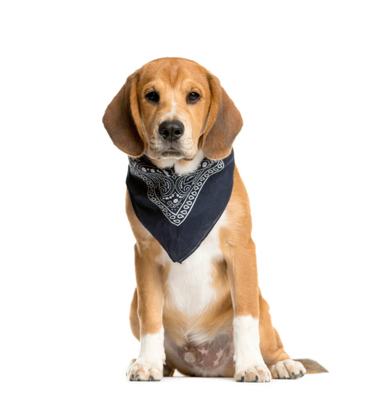 Pet Bandana