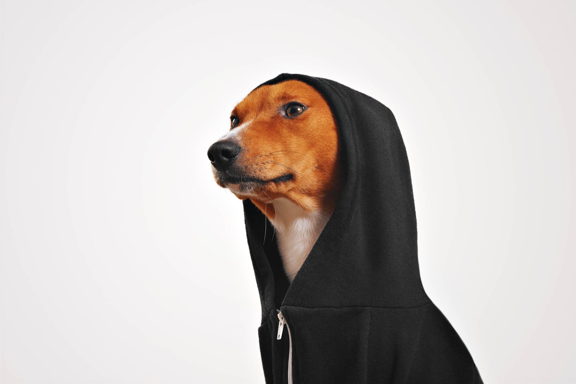 Pet Hoodie black