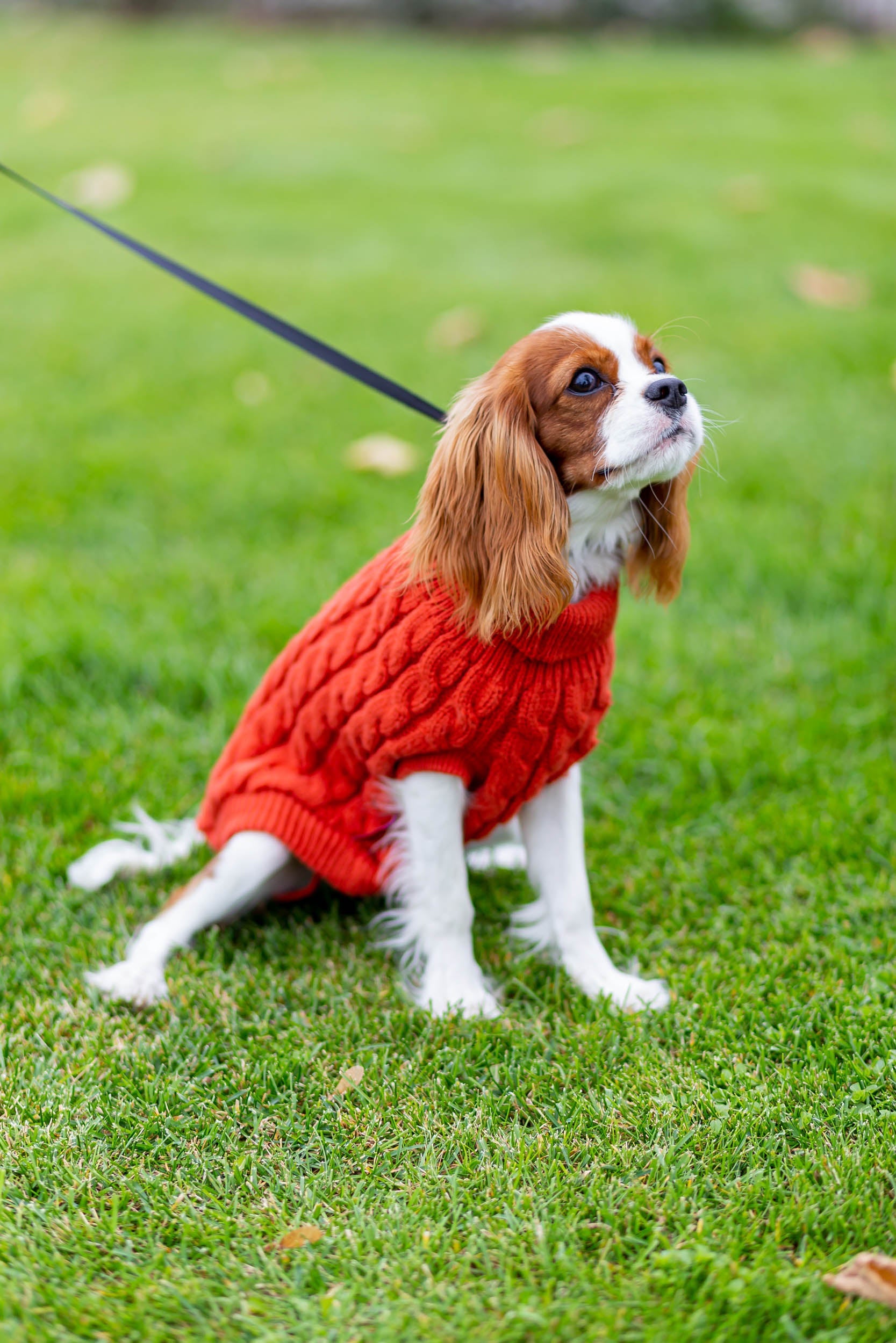 Pet Sweater