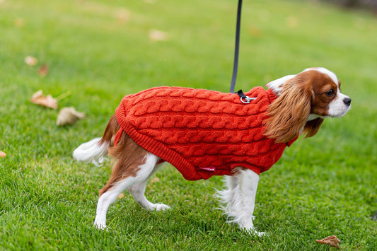 Pet Sweater