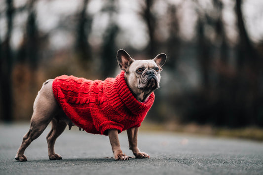 Pet Sweater