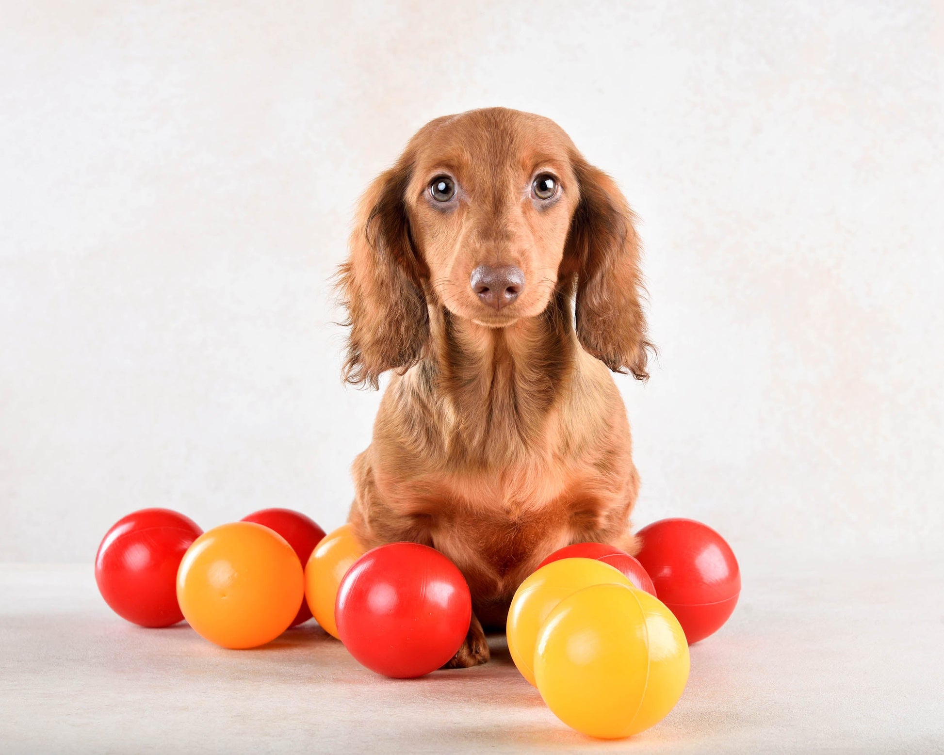 Pet ball